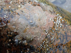 Bryozoaire Schizoporella unicornis ?