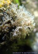 Bryozoaire : Scrupocellaria scruposa