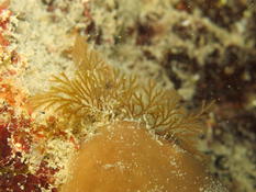 Bryozoaire, Scrupocellaria sp. ou  Bugula sp?