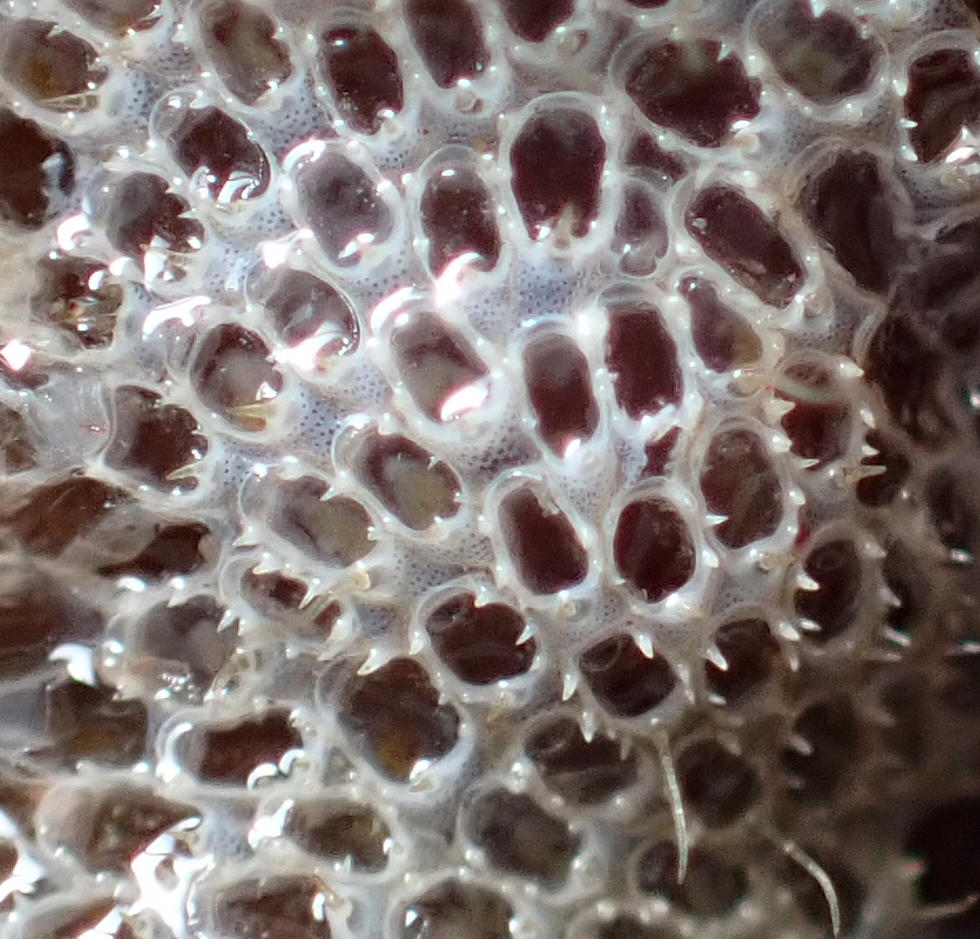 Bryozoaire SPM n°2