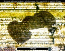 Bryozoaire sur feuile de Zostera