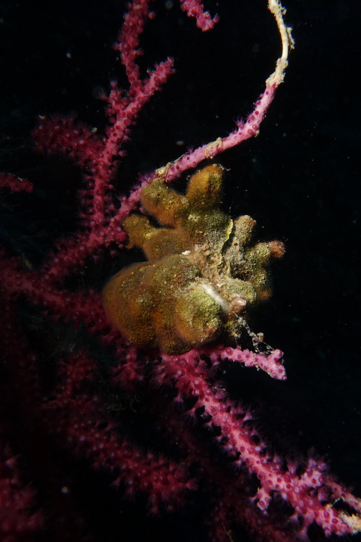 Bryozoaire sur gorgone pourpre