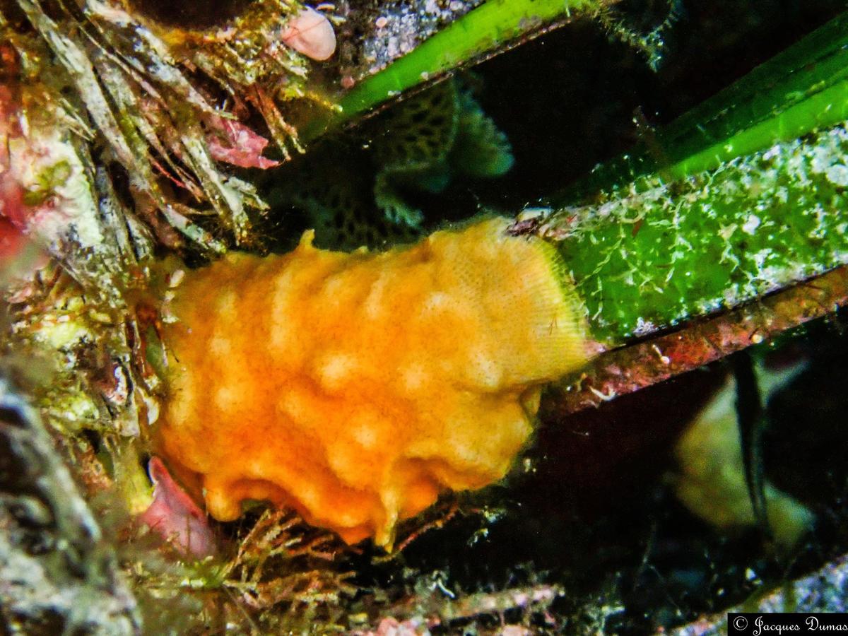 Bryozoaire sur la base des feuilles de posidonie