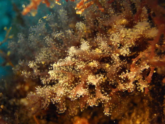 Bryozoaire ti'algue (caraïbes)