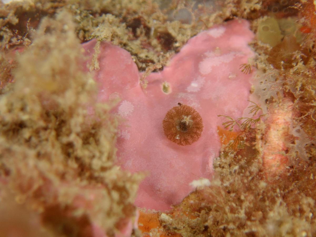bryozoaire ? Valérie ?