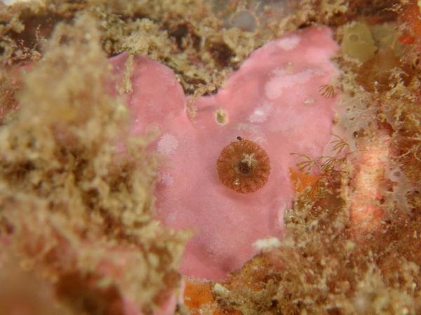 bryozoaire ? Valérie ?