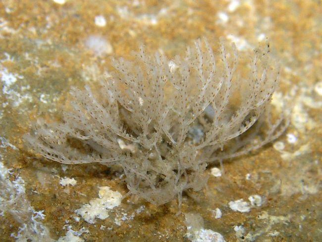 Bryozoaire