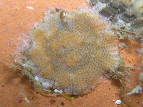 Bryozoaire