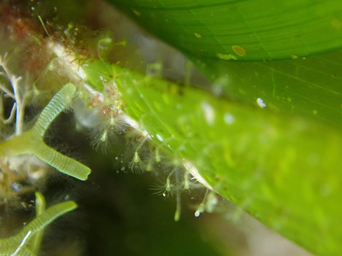 Bryozoaires ?