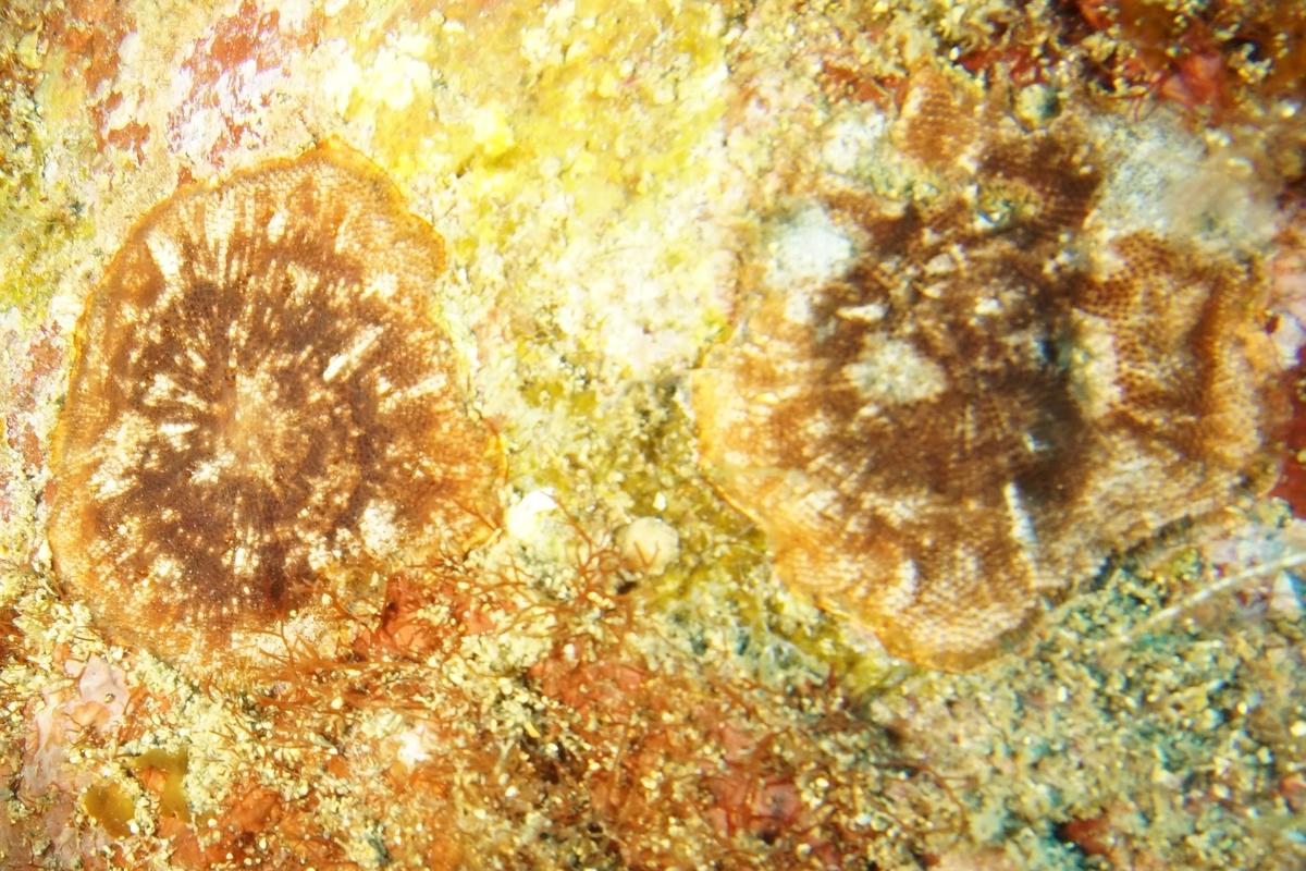 Bryozoaires à confirmer