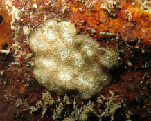 Bryozoaires des Antilles 2