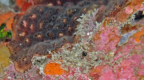 Bryozoaires encroûtants noirs Reptadeonella violacea en haut à gauche ?