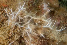 Bryozoaires Méditerranée?