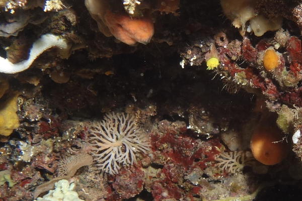 Bryozoaires ou algues ?