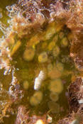 Bryozoaires sur udotée