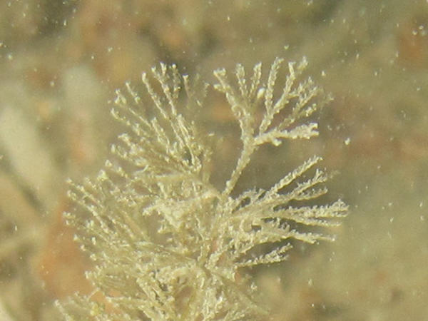 Voici une vue plus grossie, elle n'évoque pas pour moi un hydraire. J'ai envoyé la photo originale à Frédéric, merci à tous les deux pour votre aide.