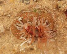 Bunodactis rubripunctata?