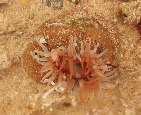 Bunodactis rubripunctata?