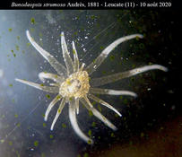 Bunodeopsis strumosa à tentacuels blancs