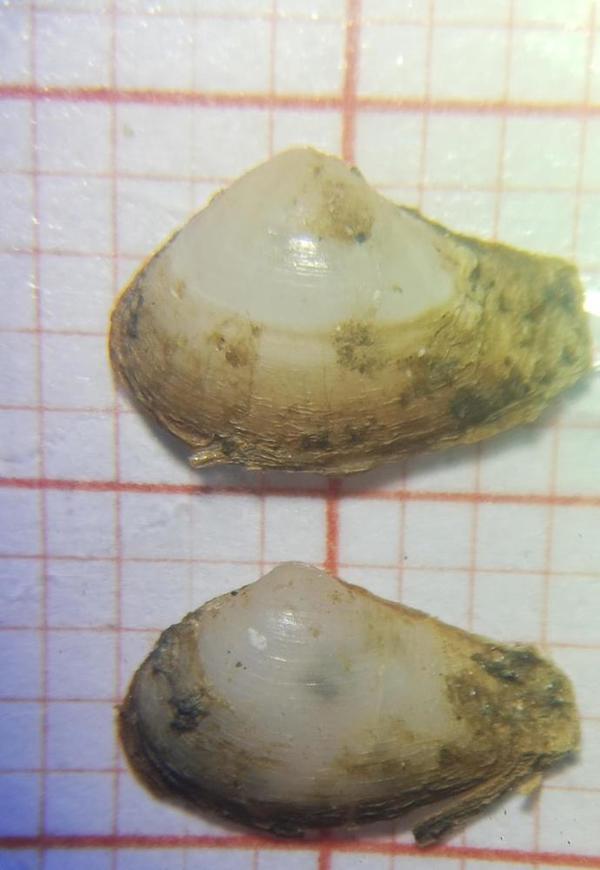 C'est quelle espèce ?