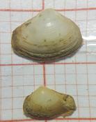 C'est quelle espèce de bivalve?