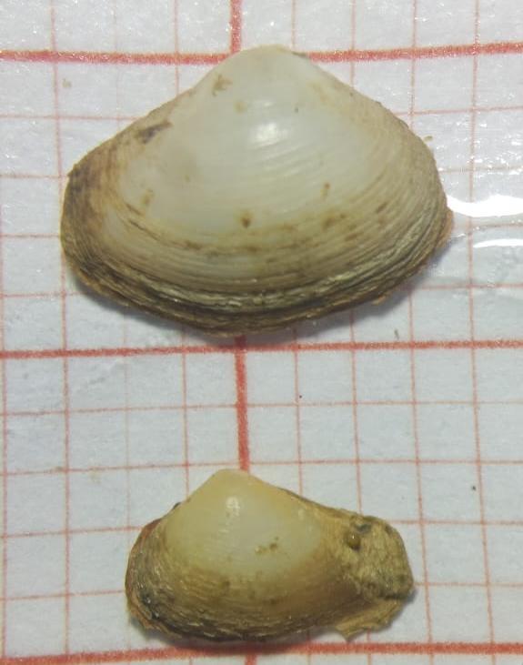 C'est quelle espèce de bivalve?