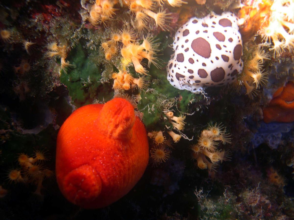 <p>Une ascidie orange en méditerranée région Cap de creuz, Espagne, près de Cadaques</p>