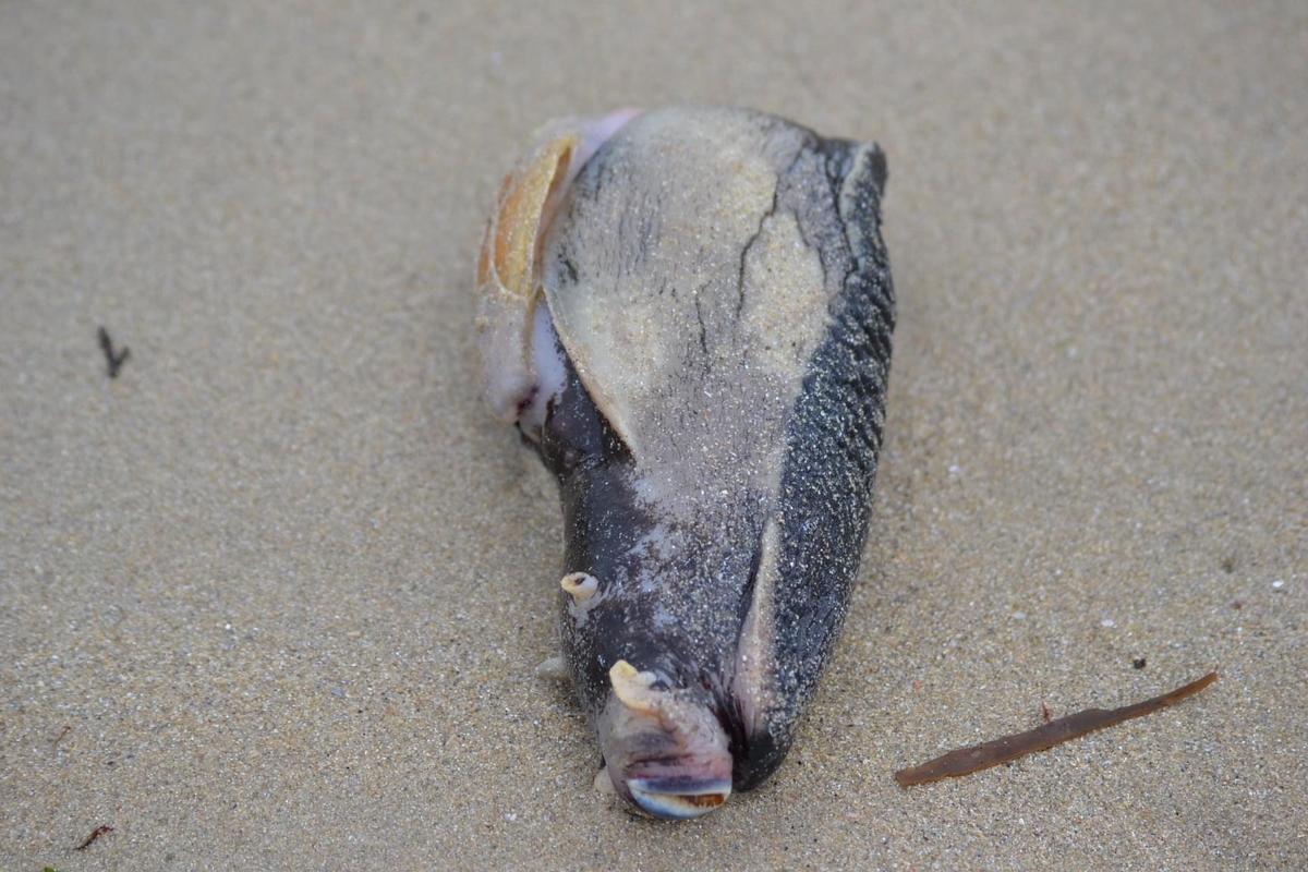 <p>Bonjour, </p><p>Cette photo à été prise sur la Plage du Pouliguen (44) le 30/10 par une personne de la Région, et cherche également à savoir ce...