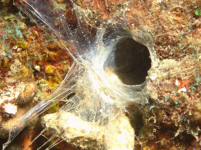 Synaptula reciprocans. C'est une holoturie (concombre de mer) immigree de la Mer Rouge. Elle est assez commune en mediterranee orientale.