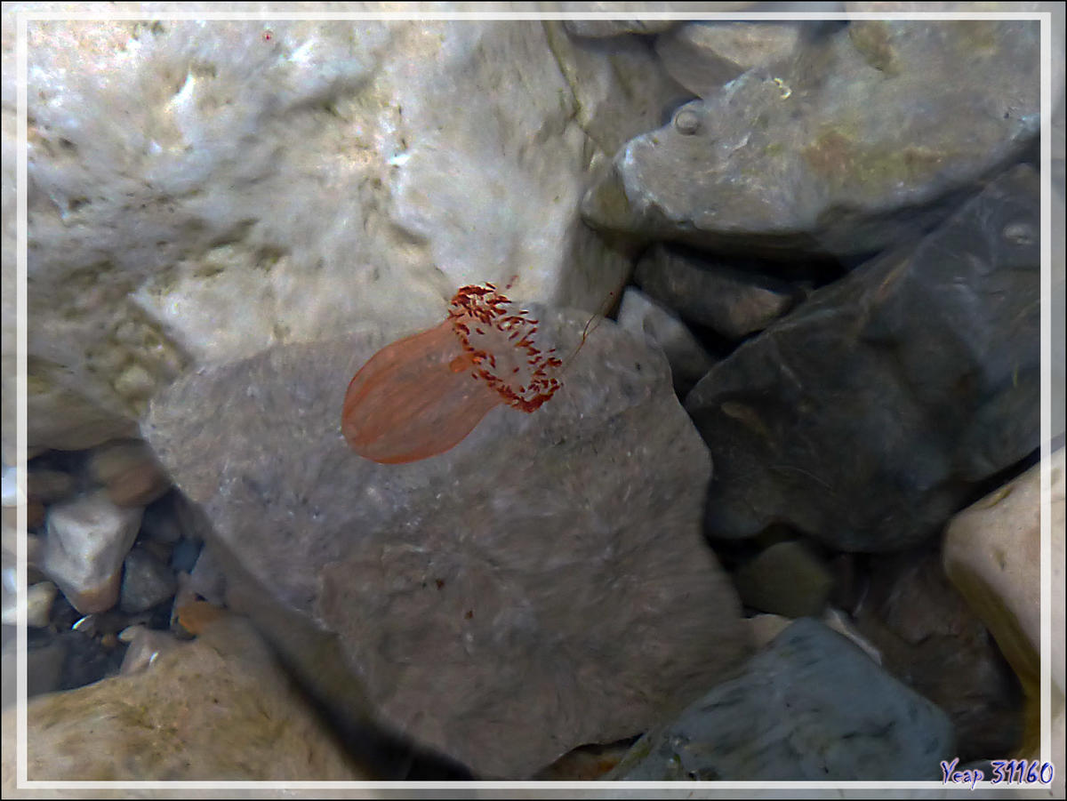 C'est quoi cet animalcule photographié en Arctique ? Une espèce de très mini méduse ?