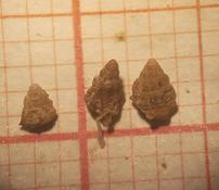 C'est quoi comme espèce de gastéropode marin?