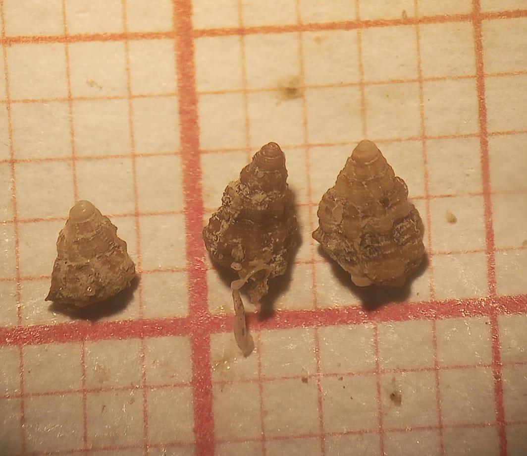 C'est quoi comme espèce de gastéropode marin?