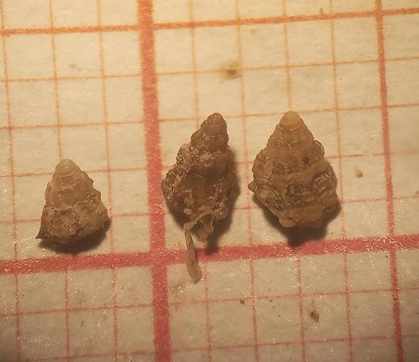 C'est quoi comme espèce de gastéropode marin?