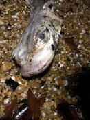 C'est quoi? Une sorte de petit requin?