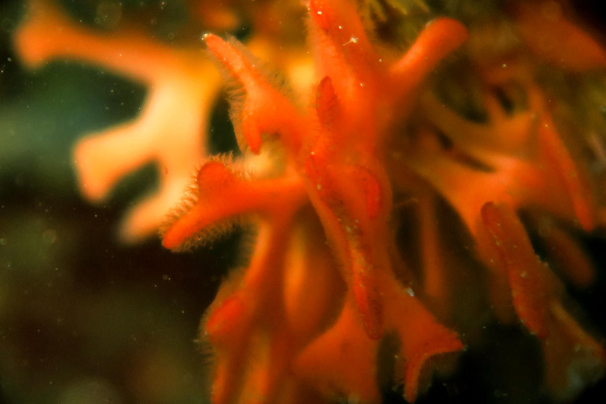 C'est un bryo mais j'hésite entre corne de cerf et rose des mers