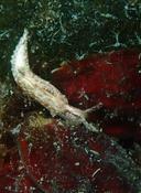 C est une Elysia gordanae? Merci