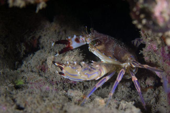 Cabes marins Mohéli, Comores