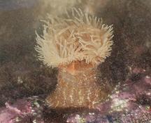 Calliactis parasitica?