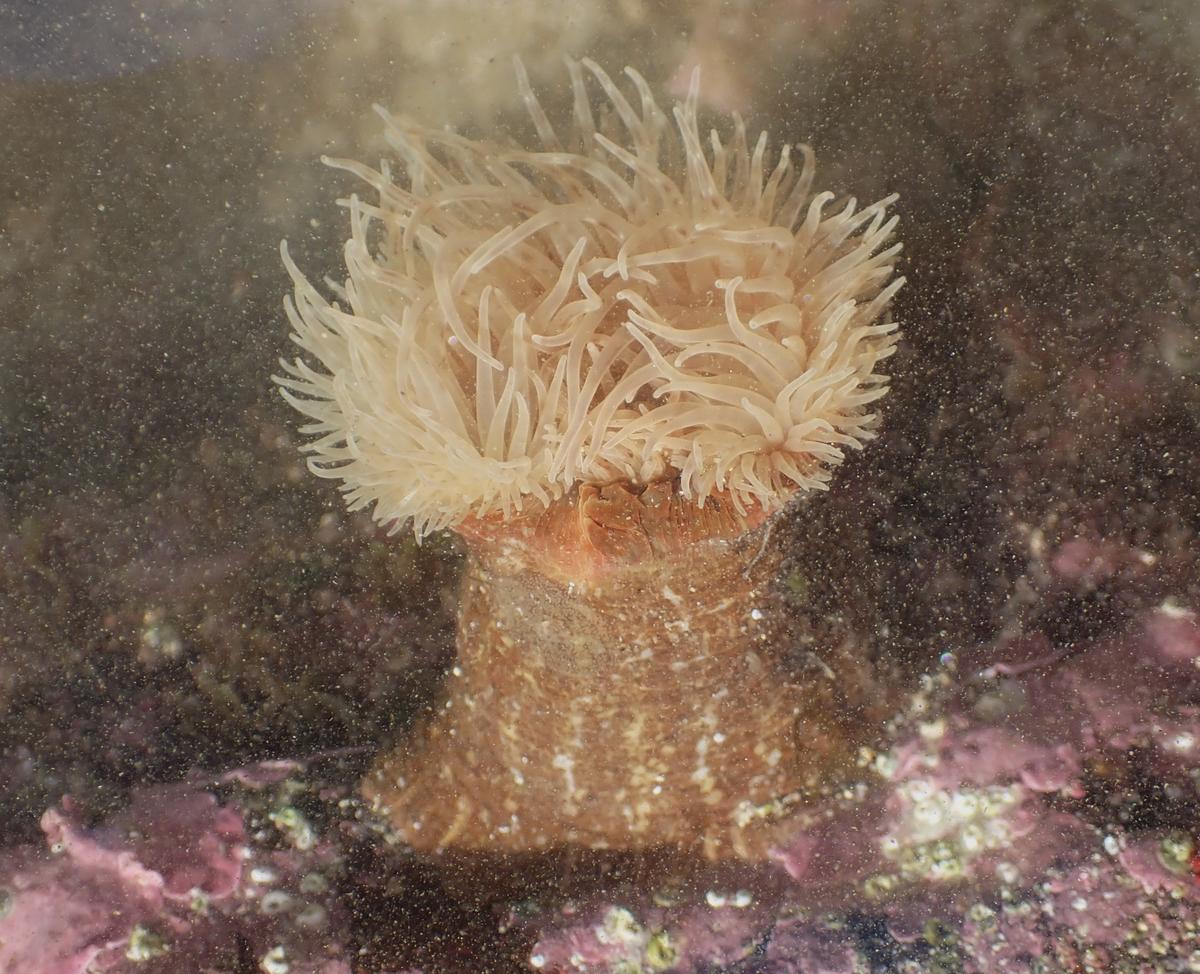 Calliactis parasitica?