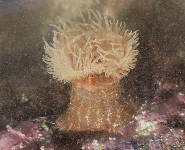 Calliactis parasitica?