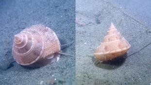 Calliostoma granulatum (Espiguette) ?