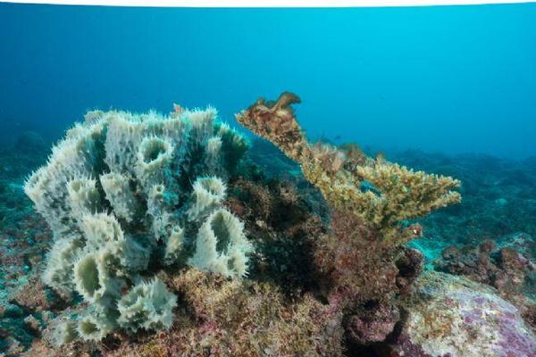 Callyspongia vaginalis dans l'Océan Indien (Mohéli Comores)