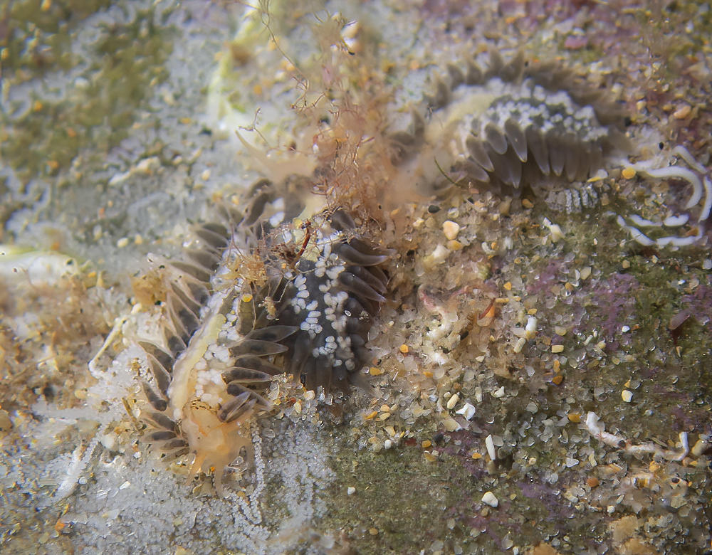 Calma gobioopahaga or C. glaucoides