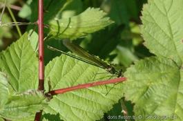 Calopteryx splendes