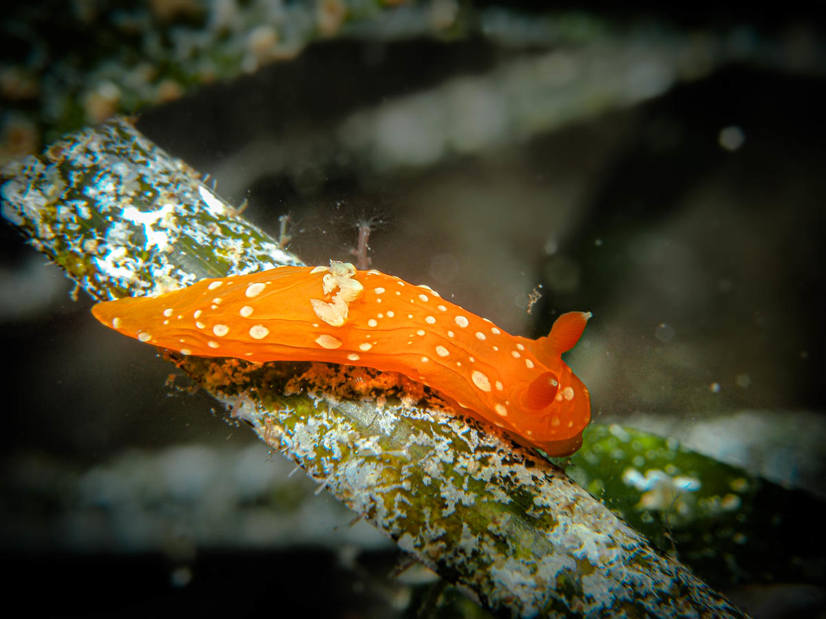 Can anybody help in identifying this nudibranch from the central Mediterranean?