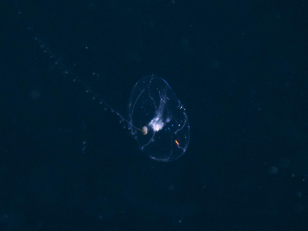 Can you identify this bioluminescent planktonic species?