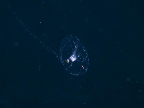 Can you identify this bioluminescent planktonic species?