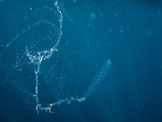 Can you identify this physonect? Agalma, Nanomia or other?