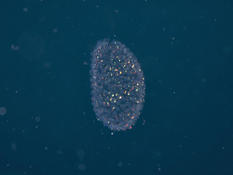 Can you identify this planktonic organism?