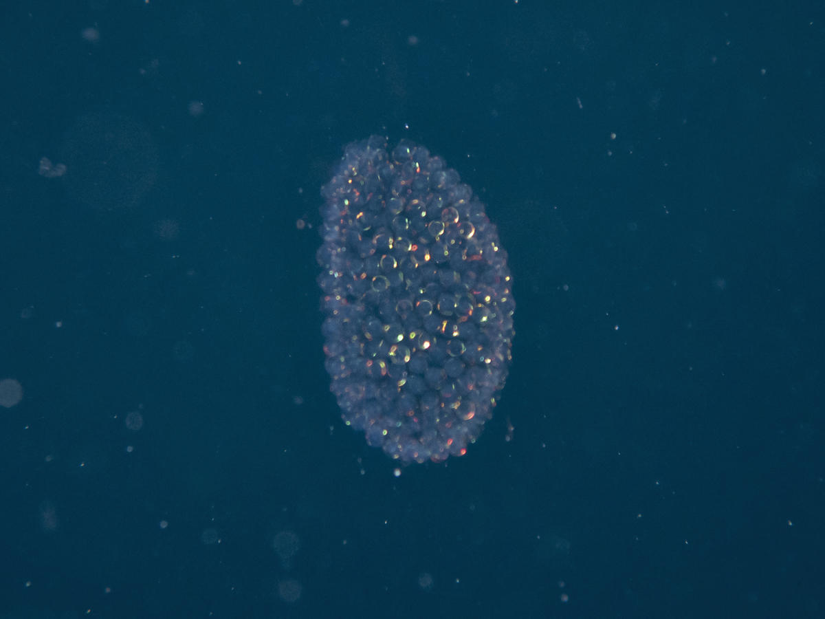 Can you identify this planktonic organism?